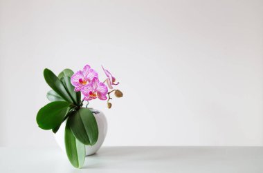 Beyaz arka planda çiçek saksısında mor kaplan orkidesi