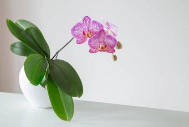 Beyaz arka planda çiçek saksısında mor kaplan orkidesi
