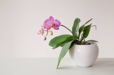 Beyaz arka planda çiçek saksısında mor kaplan orkidesi
