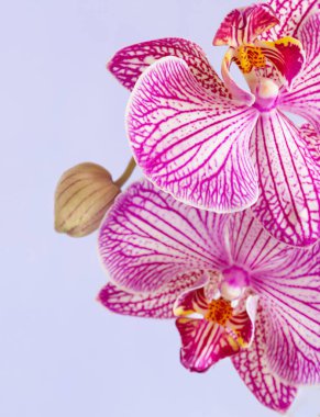 açık mor arkaplanda mor orkideyi kapat