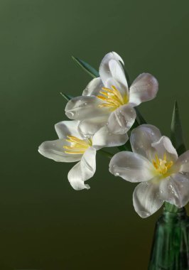 Yeşil arka planda beyaz güzel laleler