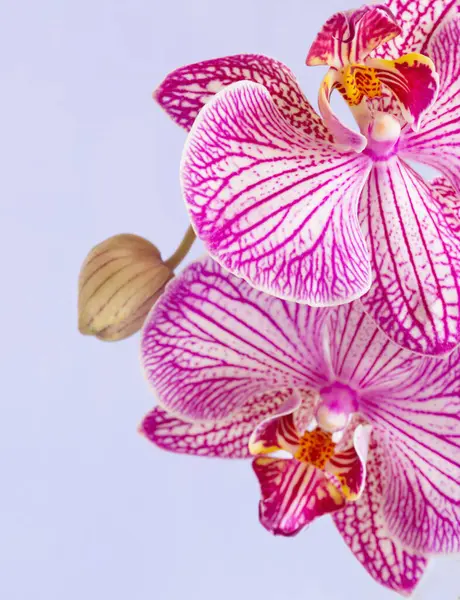 purple orchid close up on light  purple background