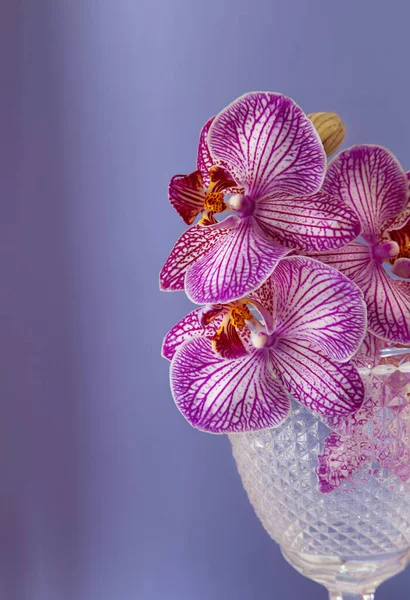 Purple Orchid Glass Close Purple Background — Stock Photo, Image