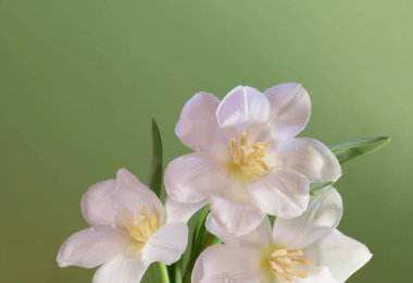 Yeşil arka planda beyaz güzel laleler