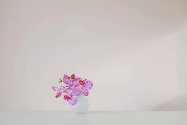Orquídea Púrpura Jarrón Cristal Sobre Fondo Blanco — Foto de Stock