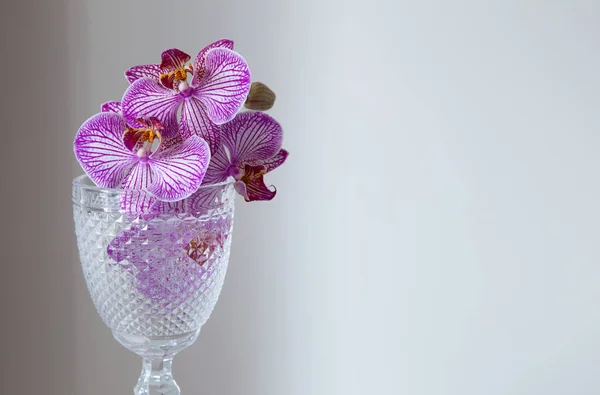 Orquídea Púrpura Vidrio Sobre Fondo Pared Blanca — Foto de Stock