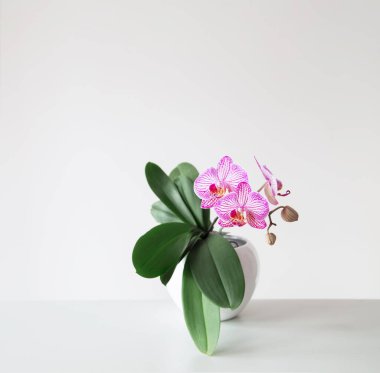 Beyaz arka planda çiçek saksısında mor kaplan orkidesi