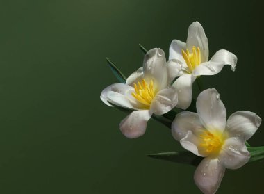 Yeşil arka planda beyaz güzel laleler