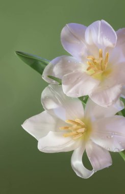 Yeşil arka planda beyaz güzel laleler