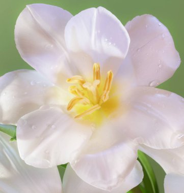 Yeşil arka planda beyaz güzel laleler