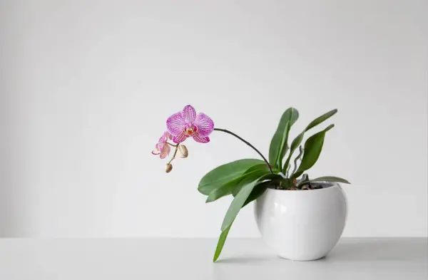Beyaz Arka Planda Çiçek Saksısında Mor Kaplan Orkidesi — Stok fotoğraf
