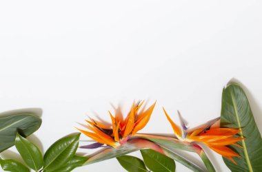 Cennet kuşu çiçek beyaz arka plan üzerinde