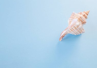 Mavi arka planda güzel deniz kabuğu