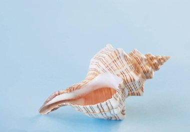 Mavi arka planda güzel deniz kabuğu