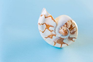 Mavi arka planda güzel deniz kabuğu