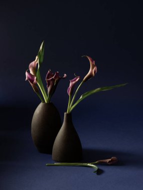 Koyu arkaplanda vazoda mor zambak