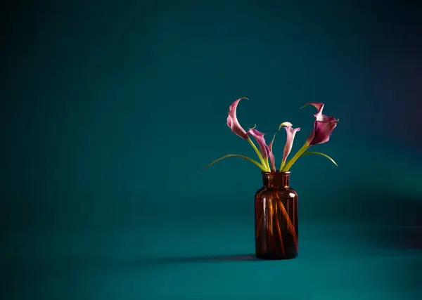 Calla Lily Violet Dans Vase Sur Fond Sombre — Photo