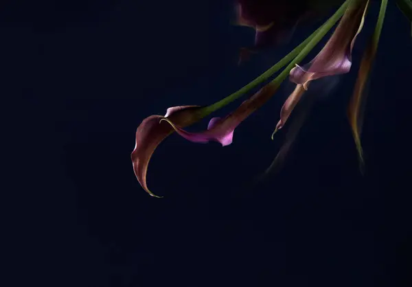 Fioletowy Calla Lilia Ciemnym Tle Zbliżenie — Zdjęcie stockowe
