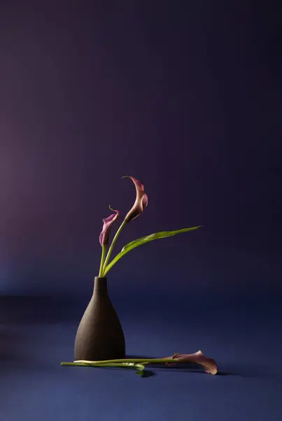 Фиолетовый Калла Лилия Вазе Темном Фоне — стоковое фото
