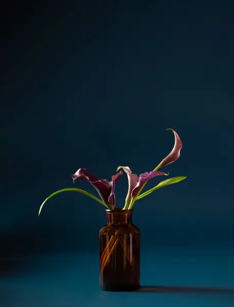 Purple Calla Lily Vase Dark Background — Stock Photo, Image