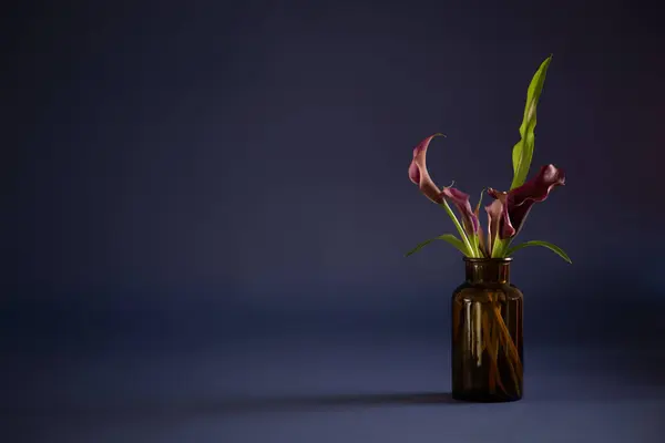 暗い背景の花瓶の紫のカラリリー — ストック写真