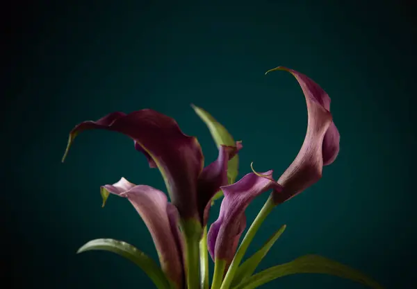 深色背景下的紫花百合特写 — 图库照片