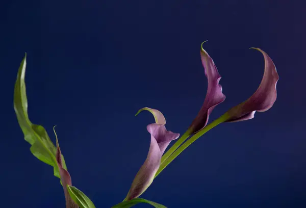 暗い背景の紫のカラリリー 閉じる — ストック写真