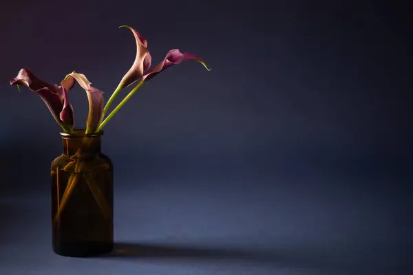 Calla Lily Violet Dans Vase Sur Fond Sombre — Photo