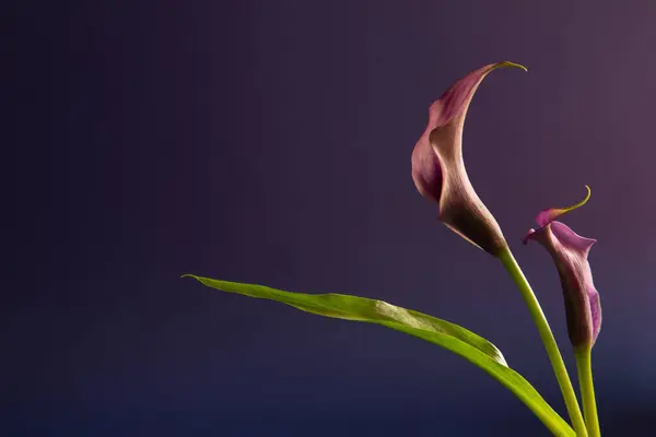 Фиолетовый Калла Лилия Темном Фоне Близко — стоковое фото