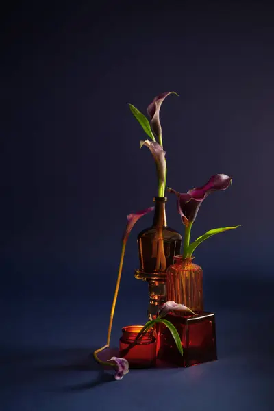 暗い背景の花瓶の紫のカラリリー — ストック写真