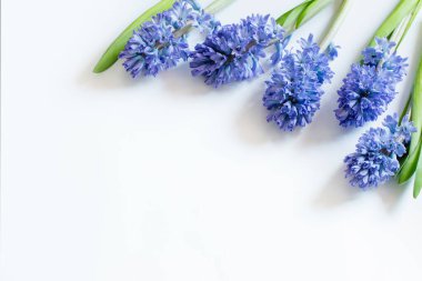 Beyaz arkaplanda mavi bahar çiçekleri