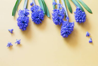 Sarı zemin üzerine mavi bahar çiçekleri