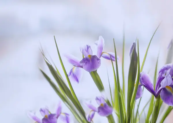 Vacker Iris Blommor Ljus Bakgrund — Stockfoto