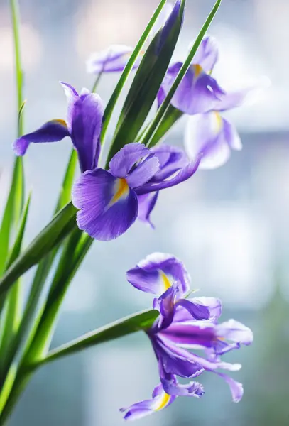 Όμορφα Λουλούδια Ίριδας Στο Φως Φόντο — Φωτογραφία Αρχείου
