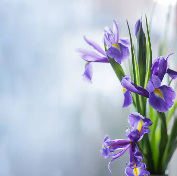 光の背景に美しいアイリスの花 — ストック写真