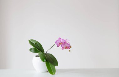 Beyaz arka planda çiçek saksısında mor kaplan orkidesi