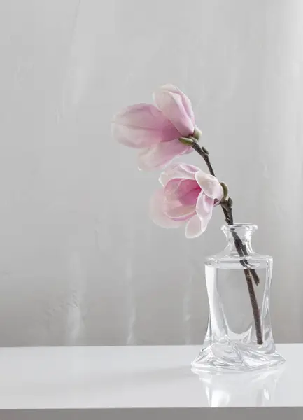Рожеві Квіти Магнолії Скляній Вазі Білому Фоні Ліцензійні Стокові Фото