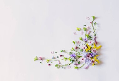 Beyaz arka planda yabani bahar çiçekleri