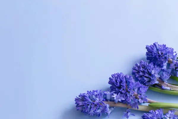 Сині Весняні Квіти Синьому Фоні Стокове Зображення