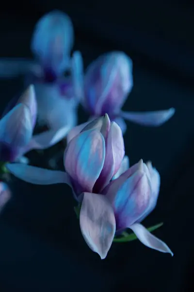 Manolya Çiçekleri Mavi Renklerle Kaplanır Stok Resim