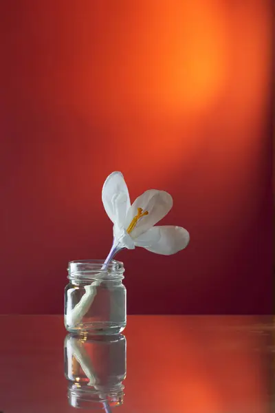 Spring White Flowers Glass Vase Pink Background — Stock Photo, Image