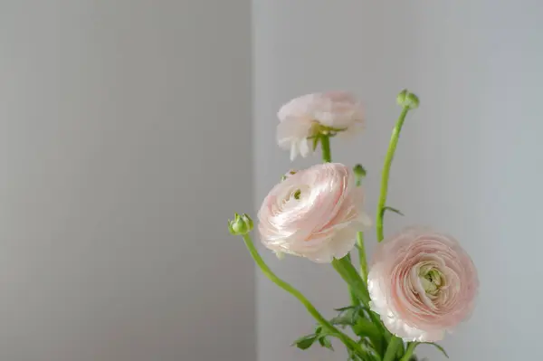 Rózsaszín Pillangók Virágok Szürke Háttér Stock Kép