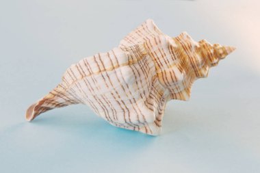 Mavi arka planda güzel deniz kabuğu