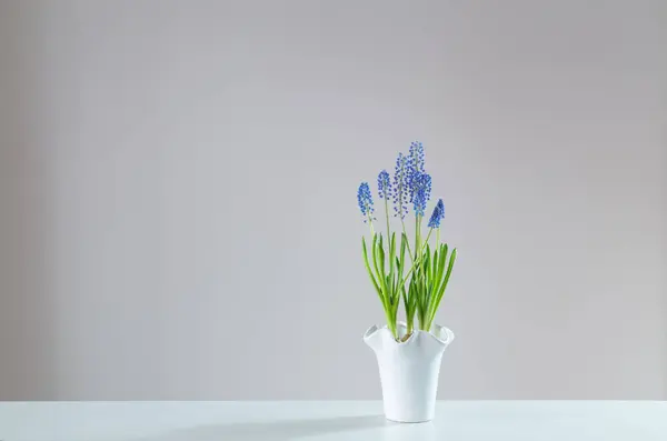 Kék Muscari Virág Fehér Háttér Stock Kép