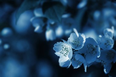 Yasemin çiçekleri ışığa kapanıyor