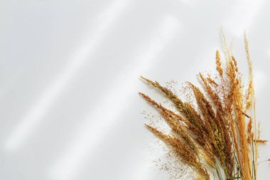 Beyaz arka planda altın kuru yabani tahıllar gün ışığında