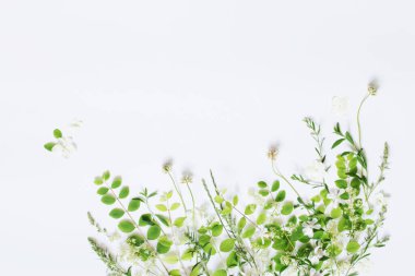 Beyaz arka planda kır çiçekleri ve bitkiler