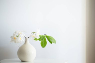 Beyaz arkaplanda vazoda beyaz rhododendrom