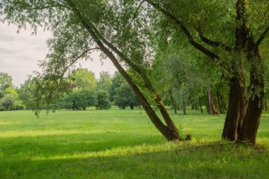 Güneşli çayır ve ağaçlı yaz manzarası