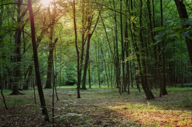 Güneşli ormanlı yaz manzarası 